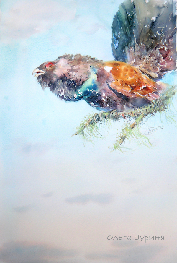 картина акварелью глухарь весна цурина ольга любовь птицы